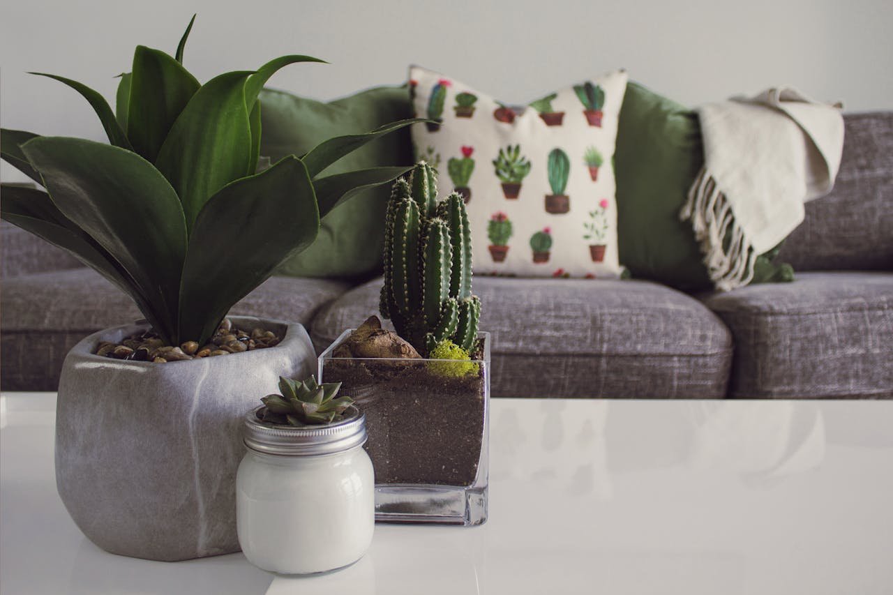 about-us-img Modern living room featuring potted plants, cactus decor, and a cozy sofa.